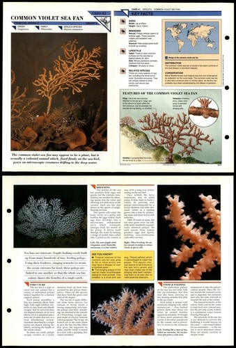 Common violet sea fan 41 - common, #41