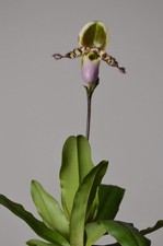 Pinochio | Paphiopedilum