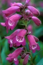 Well established penstemon - 6,