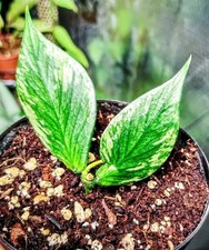 Hoya Polyneura Broget Silver