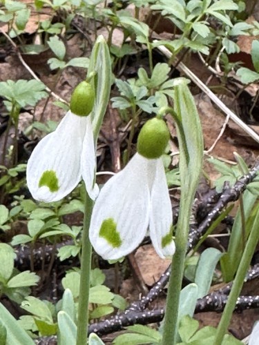 Galanthus