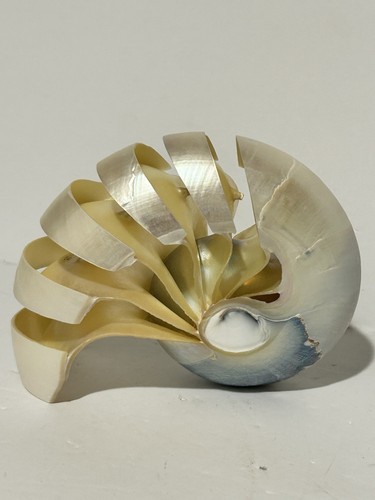 Hand cut carved chambered - cut,