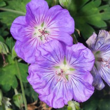 Geranium Azure Rush Cranesbill