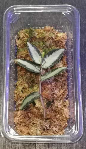 Polynesian ivy pellionia - polynesian, (pellionia