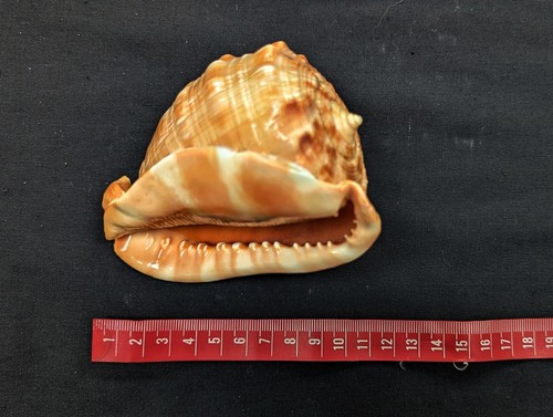 12cm vintage bull mouth - vintage,