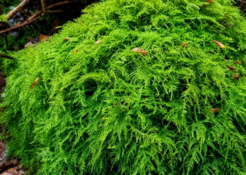 Live fern moss - live,