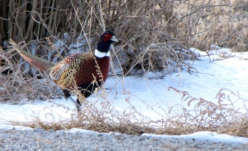 Pheasant snow wild game - wild,