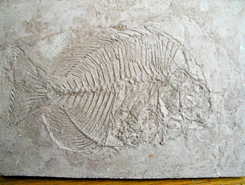Fossilized fish plaque - fossilized,