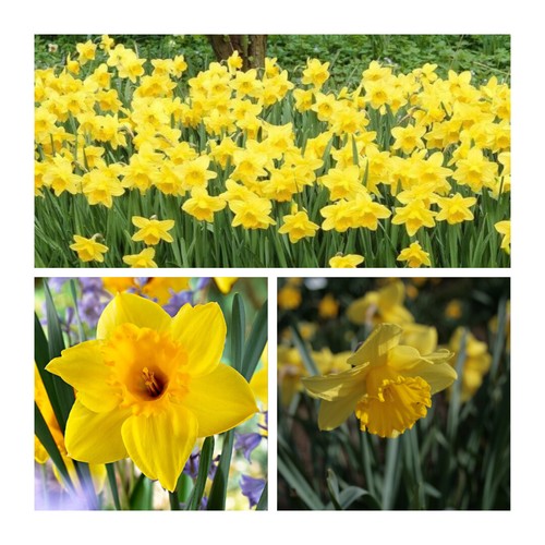 Carlton daffodil flower - daffodil,