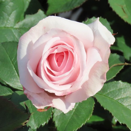 Fragrant pink rose plant - fragrant,