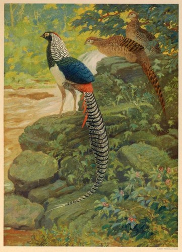 Lady amherst pheasant charles - lady,
