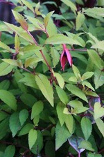 Hardy Shrub Fuchsia