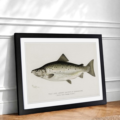 Male land locked salmon fish - locked,