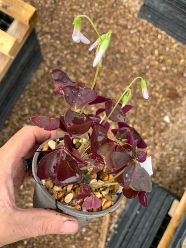 Oxalis triangularis popular - oxalis,