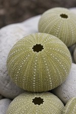 Green Sea Urchin, Pack of 3 