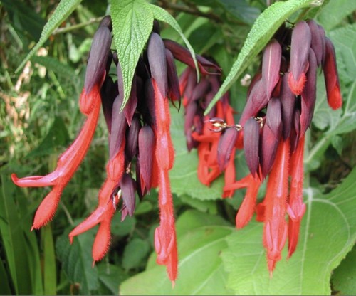 Salvia dombeyi sacred - salvia,