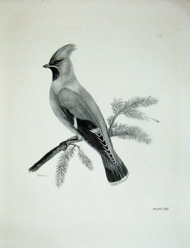Original old antique - antique, print