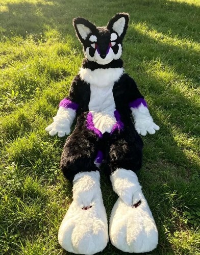 Long fur husky dog fox - fur,