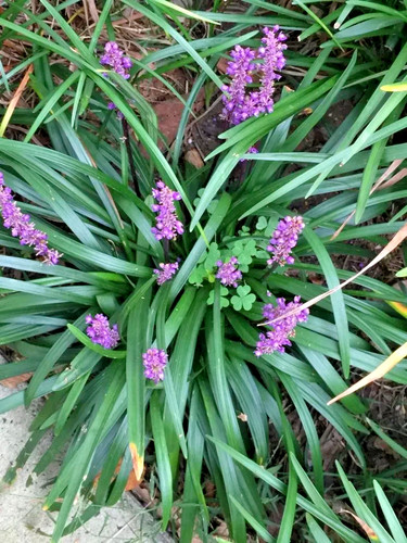Monkey grass lillyturf purple - grass/lillyturf,