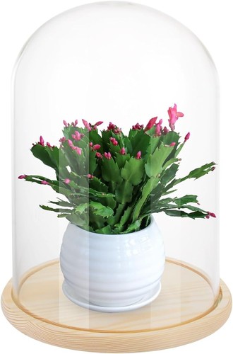 Glass dome 30cm with - 30cm,
