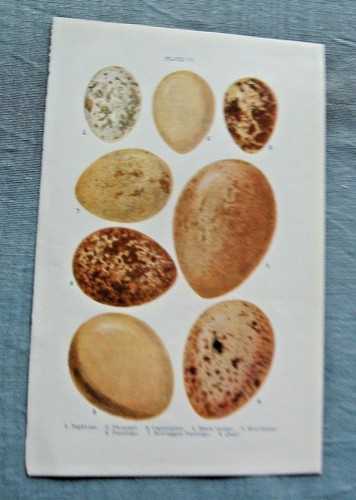 Birds eggs c 1910 - ,