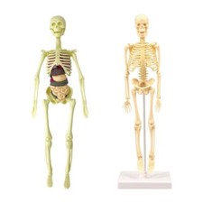 Model: Body Anatomy Model with