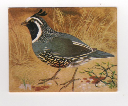 Greggs aquatic birds 1974 - greggs,