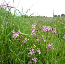Wild flower ragged robin - wild,