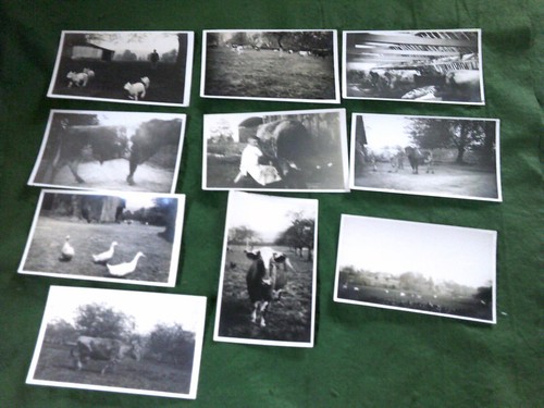 Unknown location x10 farm with - unknown,