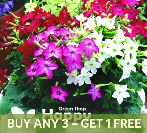 Winged flowering tobacco mix - winged,