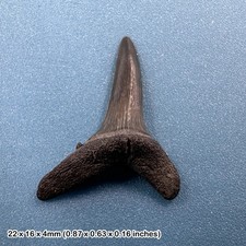 Fossil sand tiger shark tooth