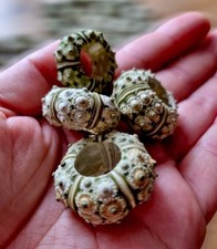 Set of 3 x Natural Sea Urchins