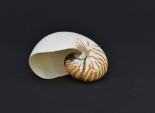 Polished Nautilus Shell – Natural Striped Pattern – Display Specimen