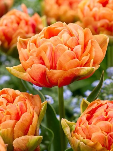 Tulip orange nassau bulbs - 'orange, nassau'