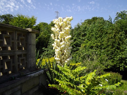 Yucca gloriosa cutting rooted - gloriosa,