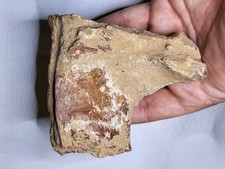 Theropod Ilium Hip Bone Kem