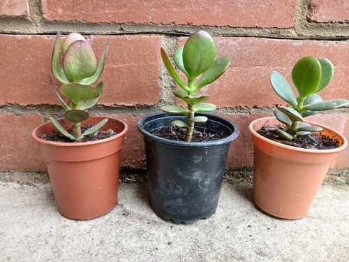 Established small money - 3,