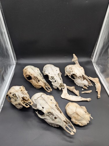 British fallow deer skull - deer,
