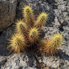 Echinocereus engelmannii var