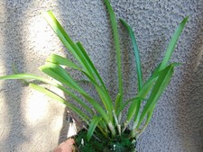 Rare Dracula sibundoyensis