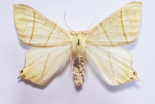 Swallow tailed moth - 🦋,