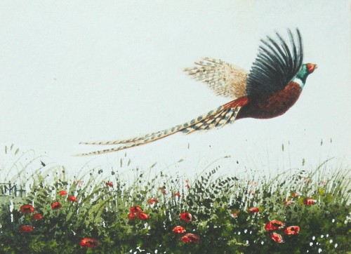 Hinchliffe ornithological - hinchliffe,