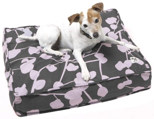 Molly mutt dog - mutt, 100%