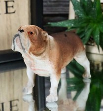 American Pedigree Dogs