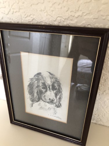 Springer spaniel portrait - springer,