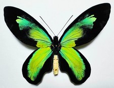 ORNITHOPTERA VICTORIAE