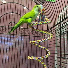 Parrot Hanging Braided Budgie