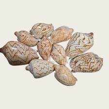 Sea Shell Cymbiola nobilis Craft Decoration DIY Seashells Large 6-10cm mix