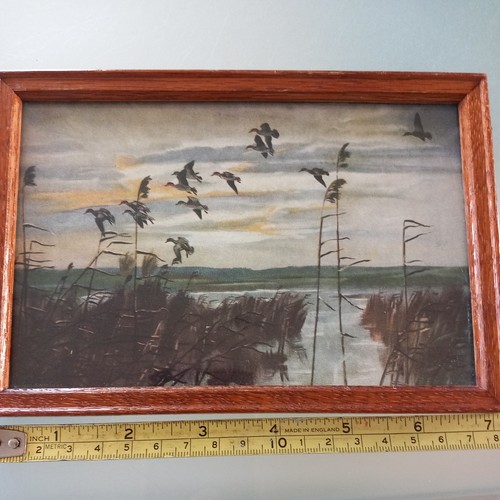 Vintage sir peter scott - vintage, print-