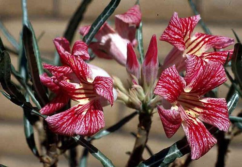 Adenium somalense variety - adenium,